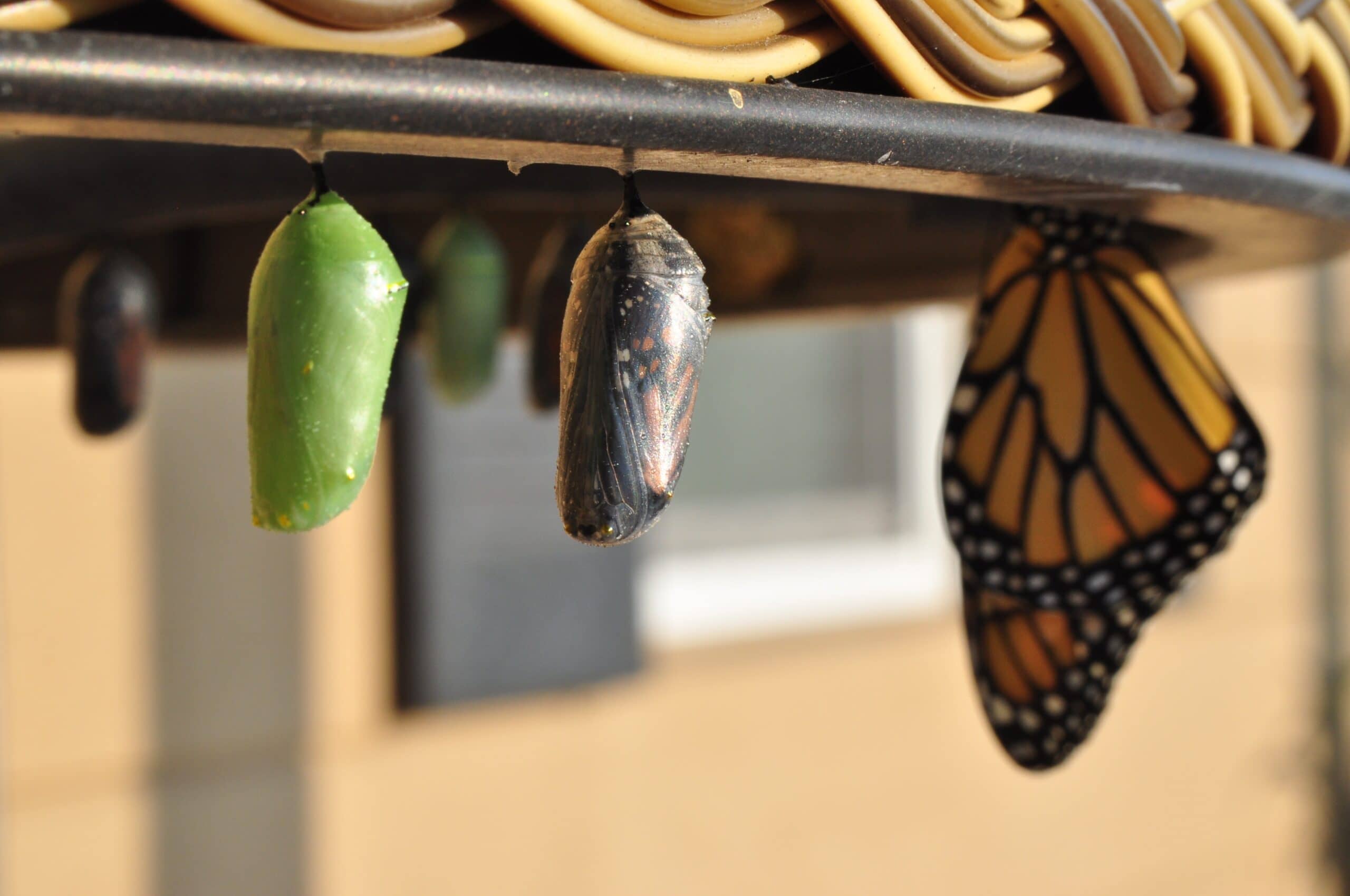 We Are Shedding Our Startup Skin
